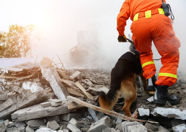 Rescue Dogs: Saving Lives in Natural Disasters