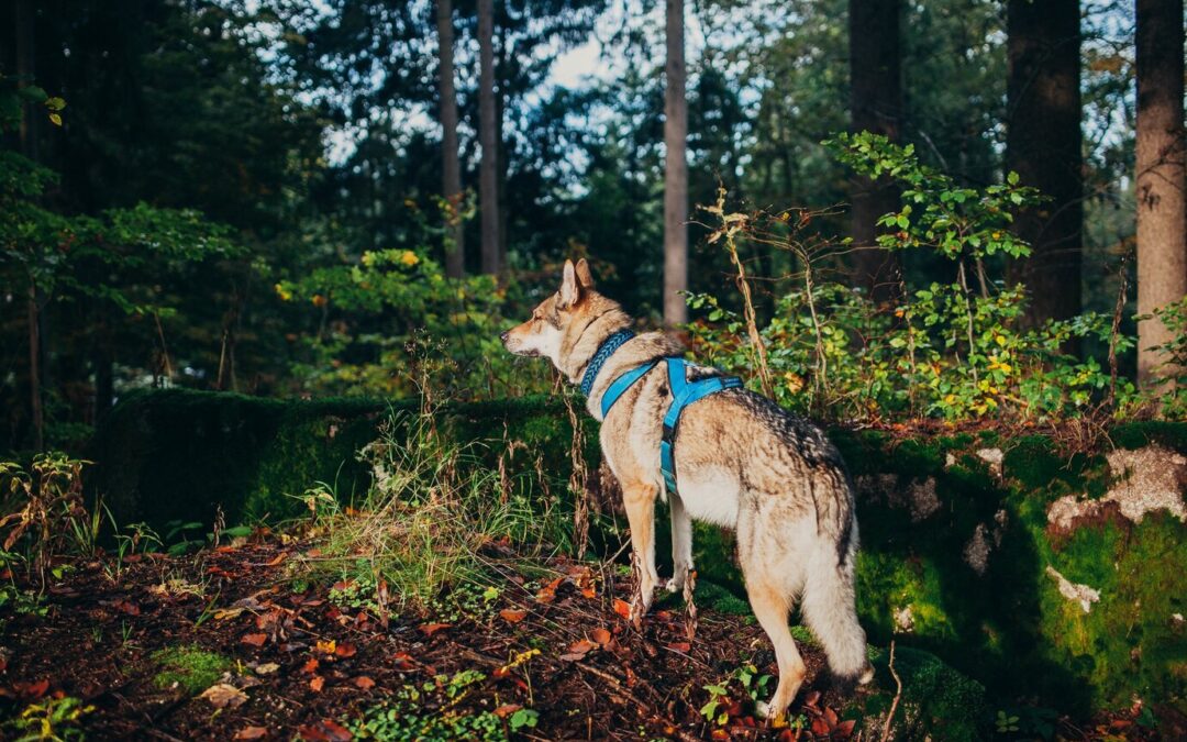 The Role of Dogs in Conservation Efforts: Protecting Wildlife and Ecosystems