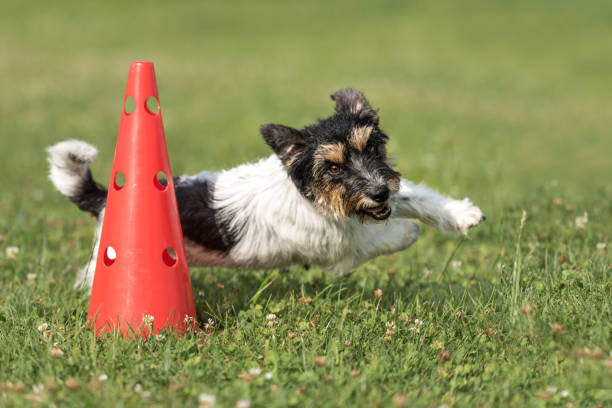 Sports for Dogs: The Thriving World of Canine Athleticism