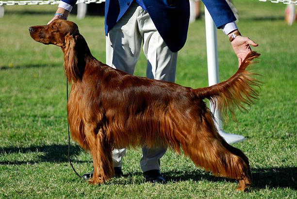 Dog Shows: A Celebration of Canine Excellence