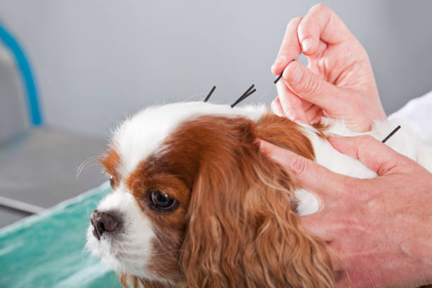 Acupuncture for Dogs: An Ancient Practice for Modern Canine Care