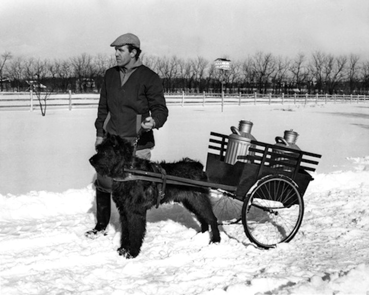 Carting and Draft Dogs: Strength and Versatility in Action