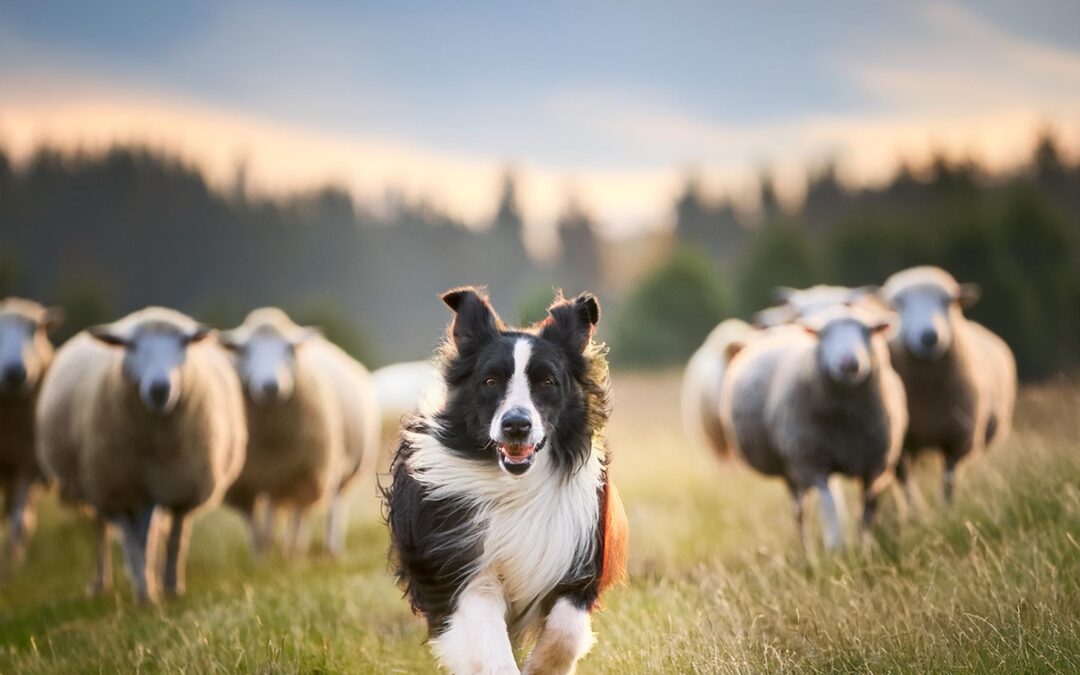 Herding Dogs: The Skilled Guardians of Livestock