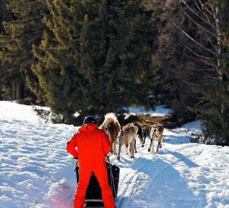 Sled Dogs: The Tireless Trailblazers of the Frozen North