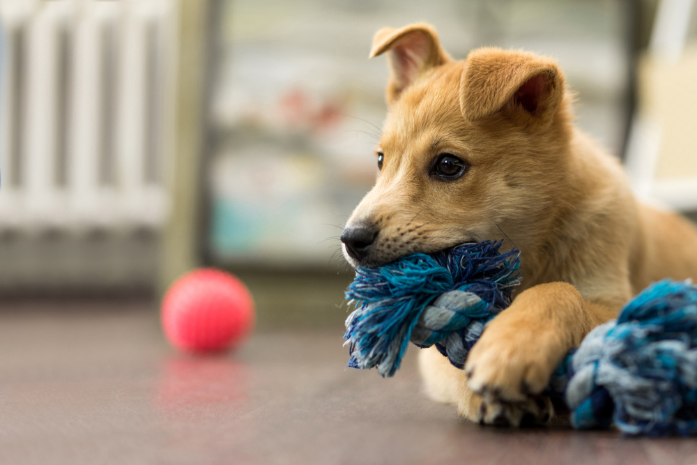Caring for Your Puppy’s First Weeks at Home