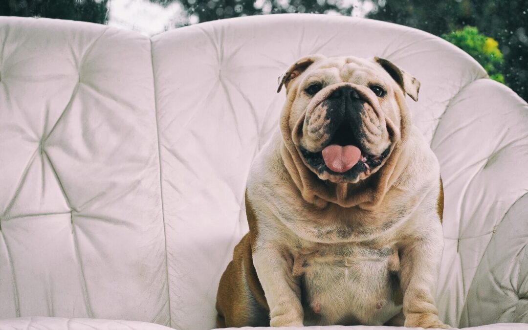 How to manage your dog’s weight and prevent obesity