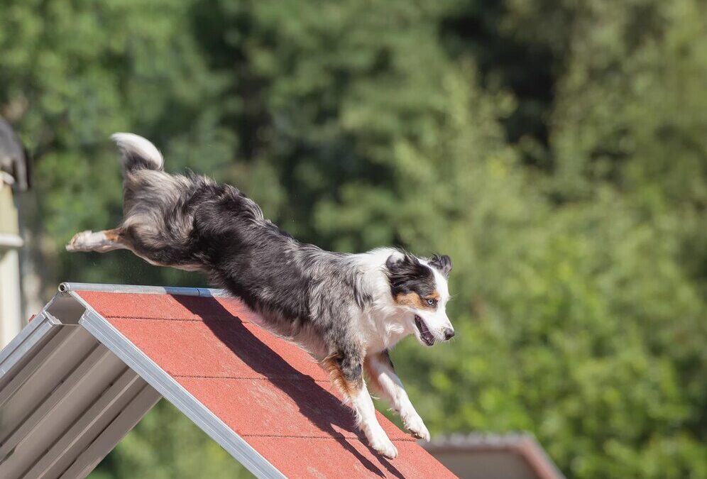 The Ultimate Guide to Agility Training for Dogs