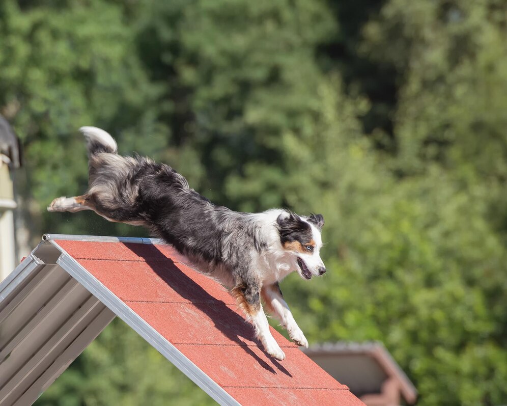 Australian Shepherd Dog Climbing Agility Course 181624 55694