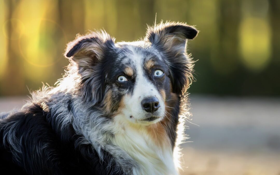 Australian Shepherd: The Rancher’s Right-Hand Dogs