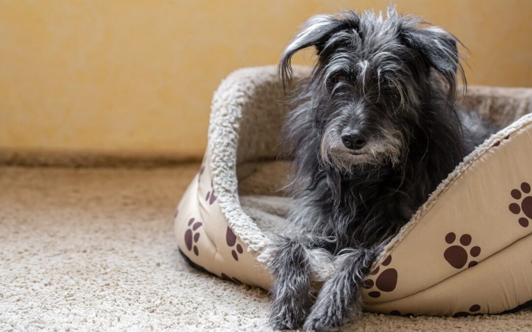 The Benefits of Adopting Senior Dogs