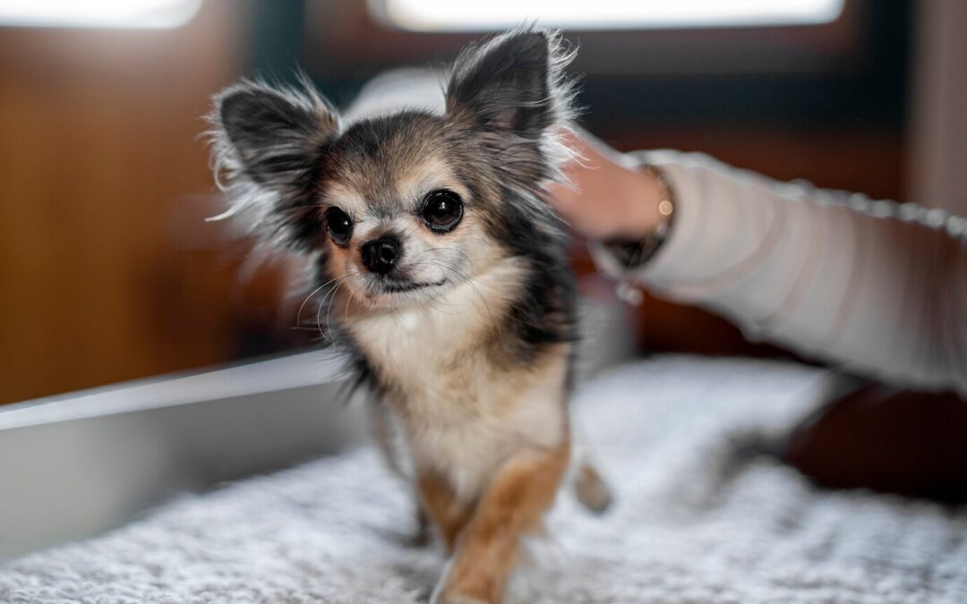 Chihuahua: Tiny Dog, Big Legacy