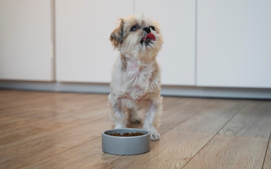 Best diet and nutrition for senior dogs to keep them healthy and active