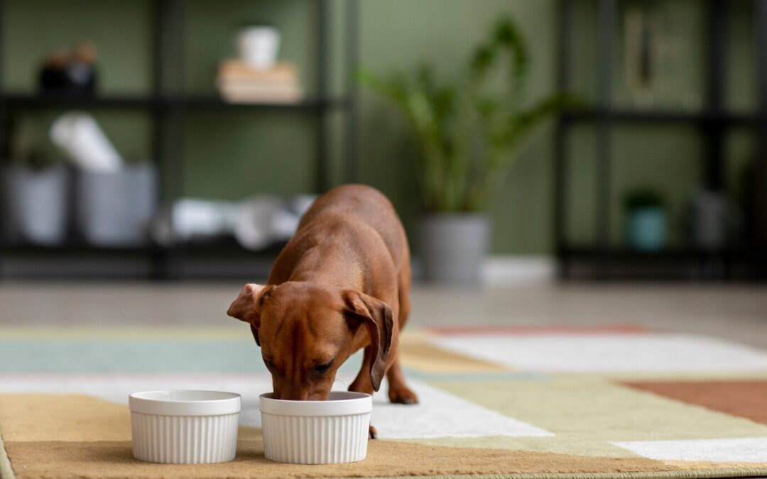 Proper Nutrition for a Healthy Dog