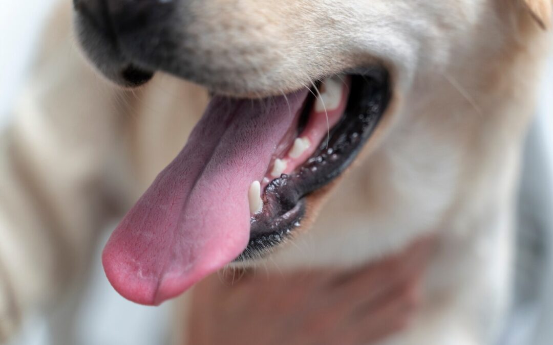 Understanding Teething and Chewing in Puppies