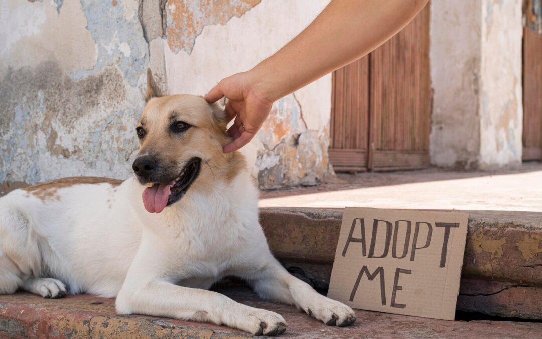 Top 10 Tips for Rescuing a Dog in Need