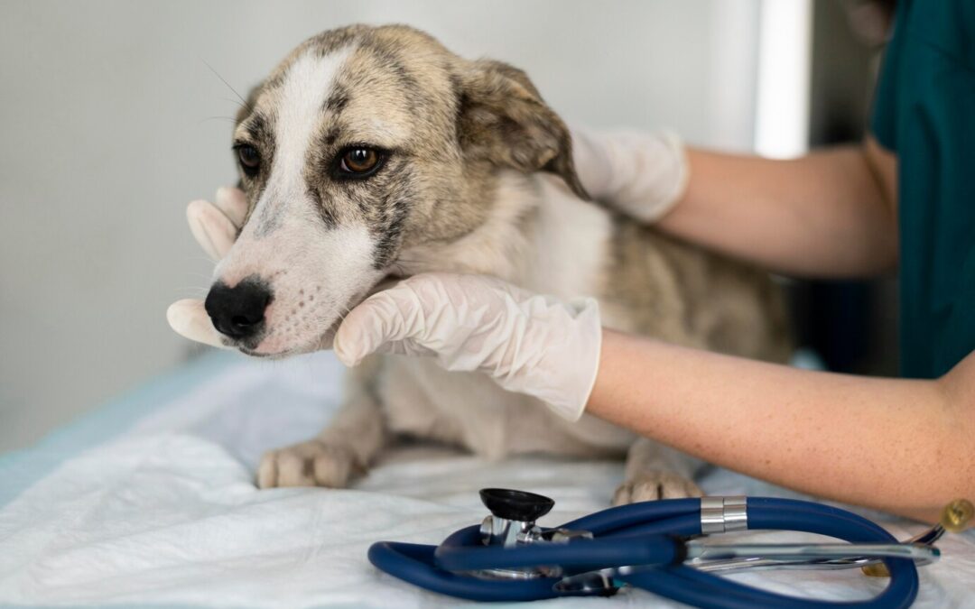 Signs your senior dog may need a vet check-up: Keeping your elderly dog healthy
