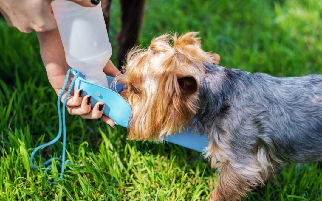 Creating a Healthy Routine for Your Puppy