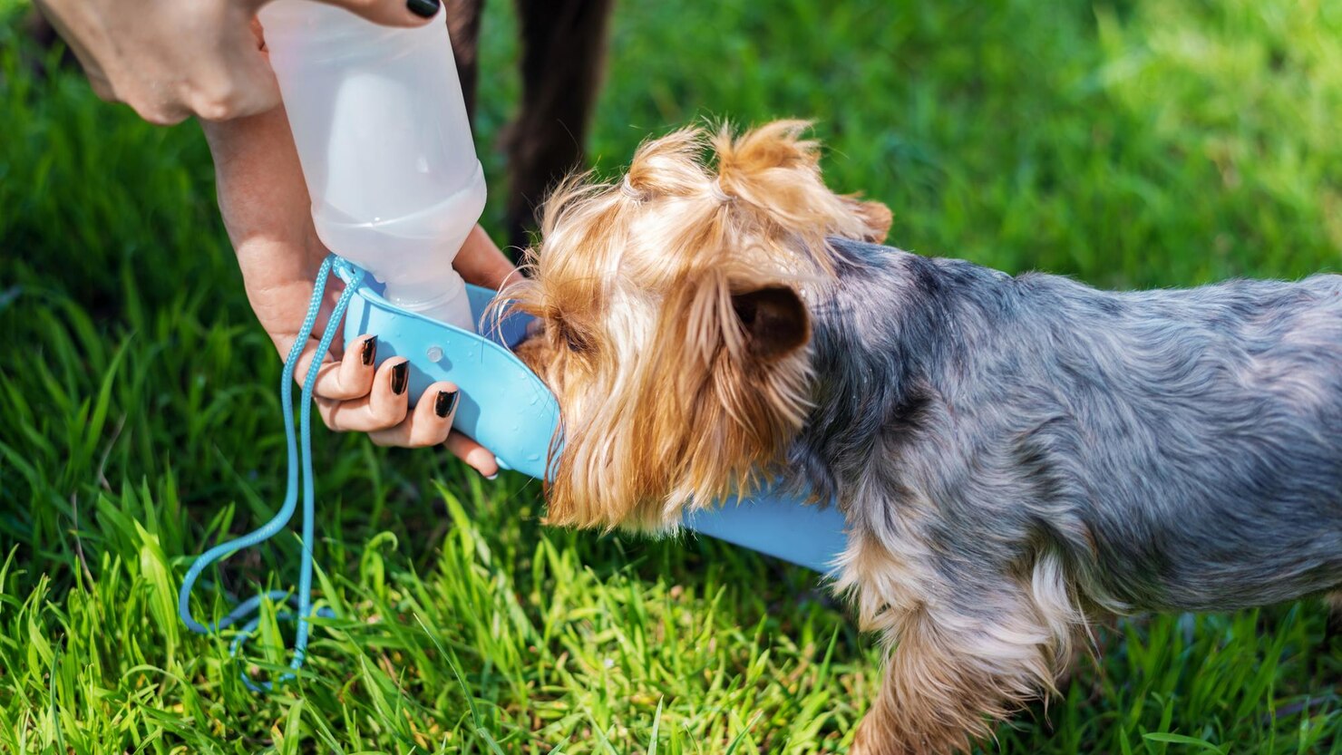 Close View Owner Watering Yorkshire Terrier 1268 21842