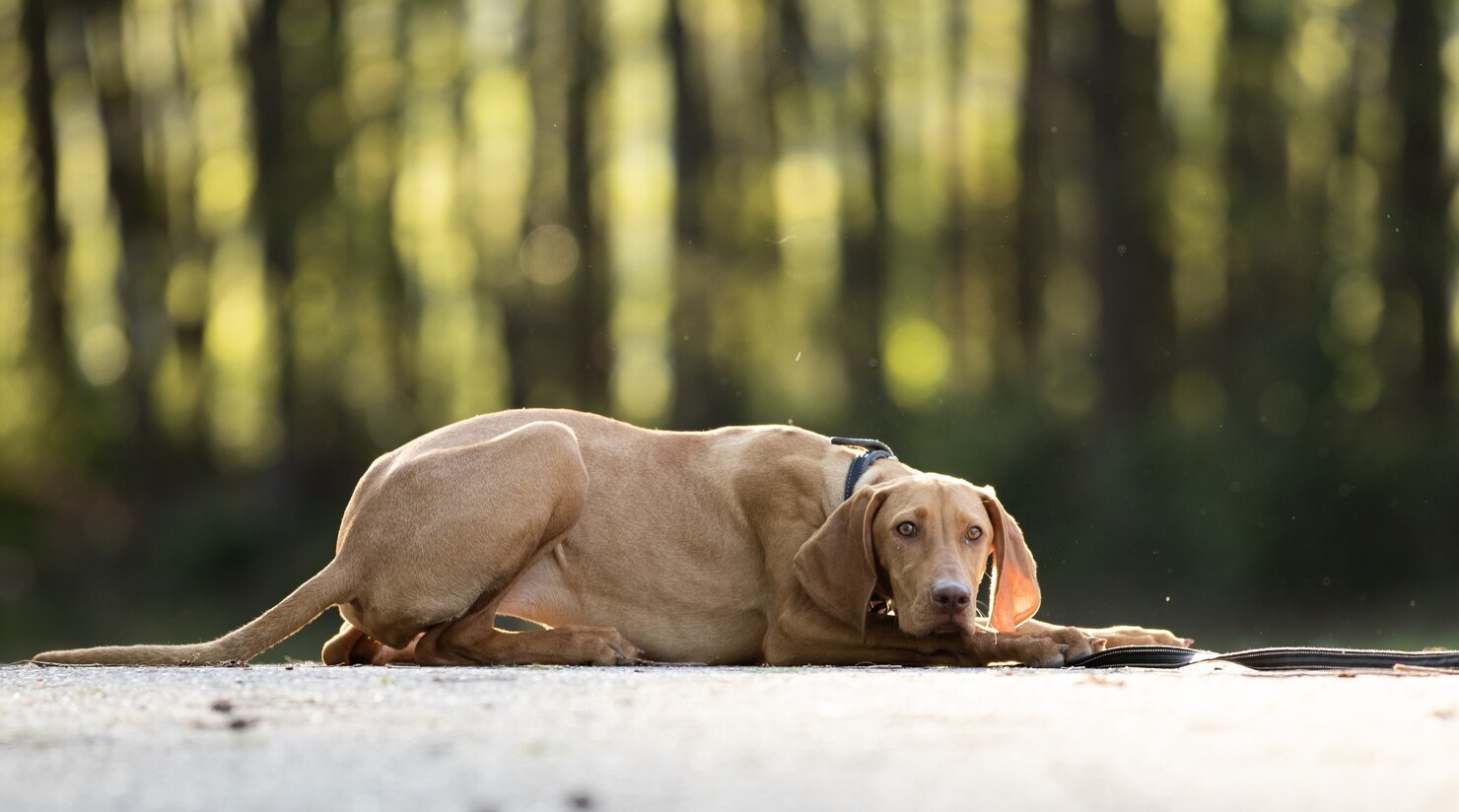 Closeup Shot Adorable Brown Hungarian Vizsla 181624 29961
