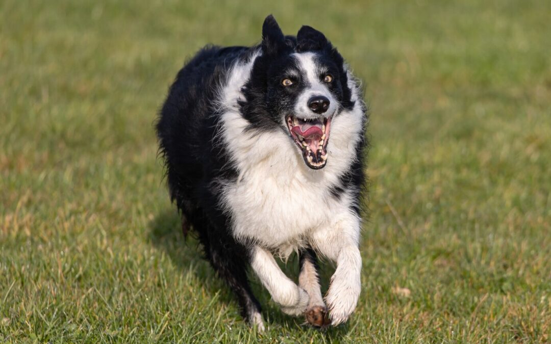 Top Breeds That Excel in Competitive Dog Sports