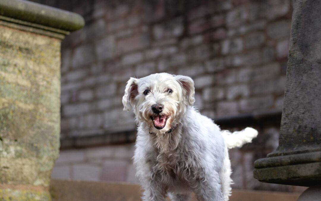 Senior Dog Wellness: Tips for Older Dogs