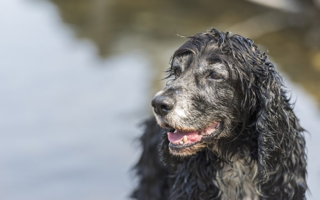 Signs of aging in dogs: Understanding changes and how to adapt to their needs