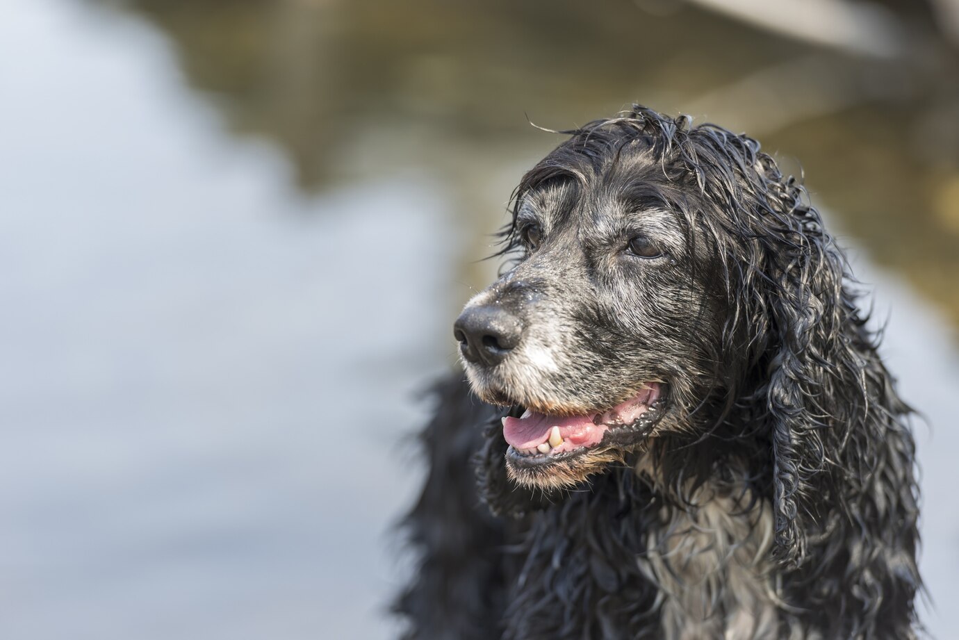 Cute Black Cocker Spaniel Dog Outdoors Sunny Day 181624 28487