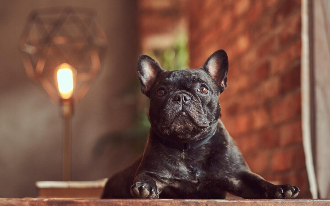 The French Bulldog: A Charming and Lovable Companion