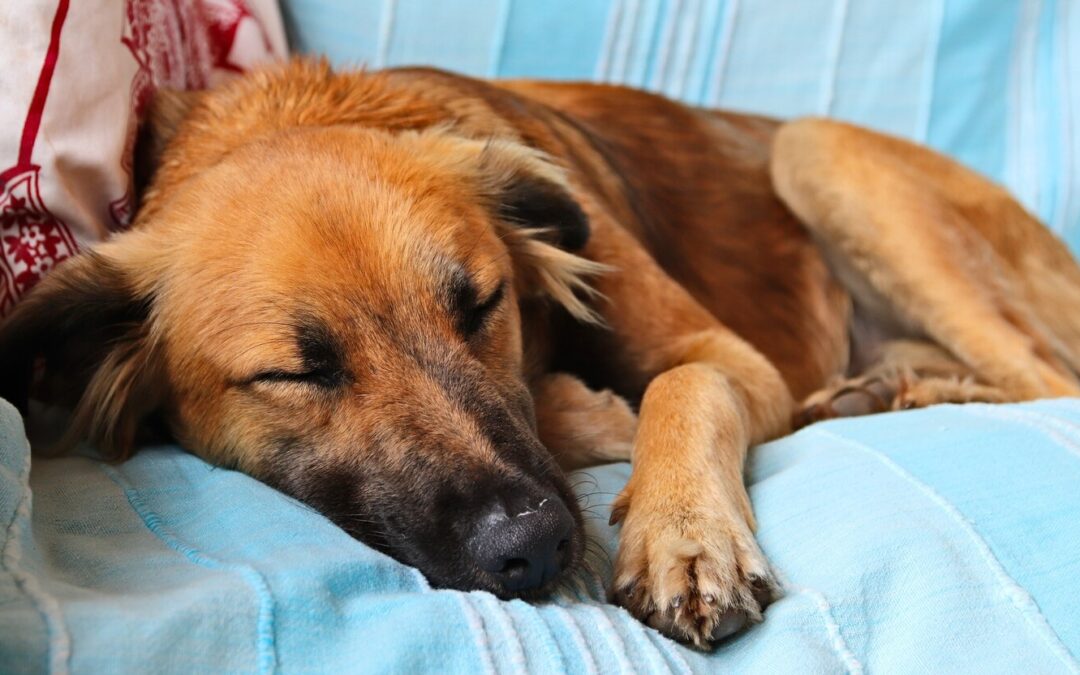 How to care for senior dogs and ensure their comfort in their golden years