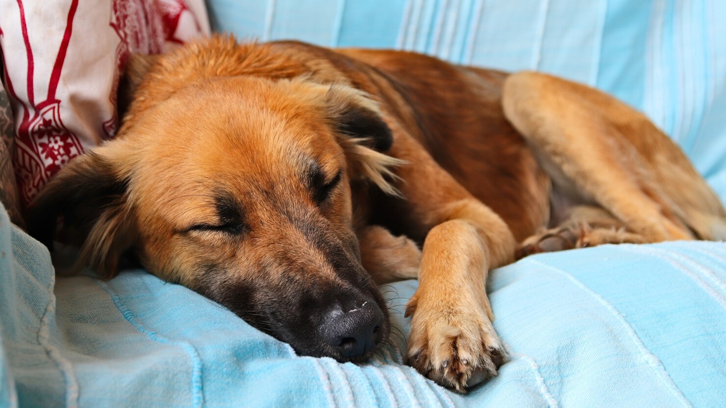 Cute Brown Dog Sleeping Peacefully Blue Covers Sofa 181624 13405