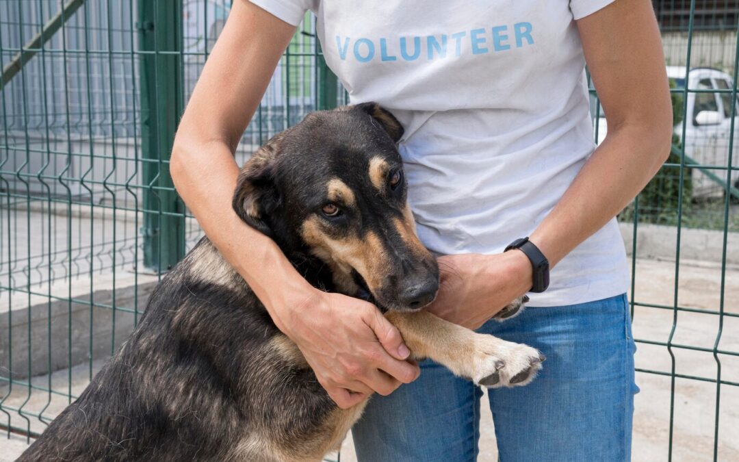 The Heartwarming Journey of Dog Adoption