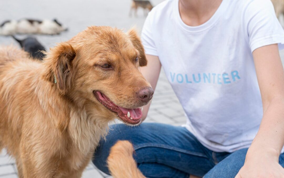 How to Identify a Reputable Dog Rescue Organization