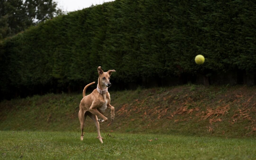 How Flyball Can Boost Your Dog’s Energy and Focus