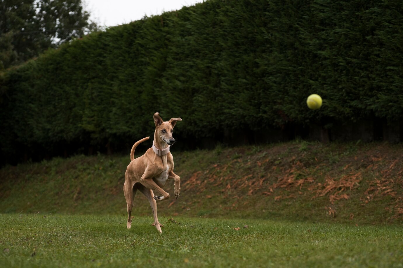 Cute Greyhound Dog Playing Outdoors 23 2149901475