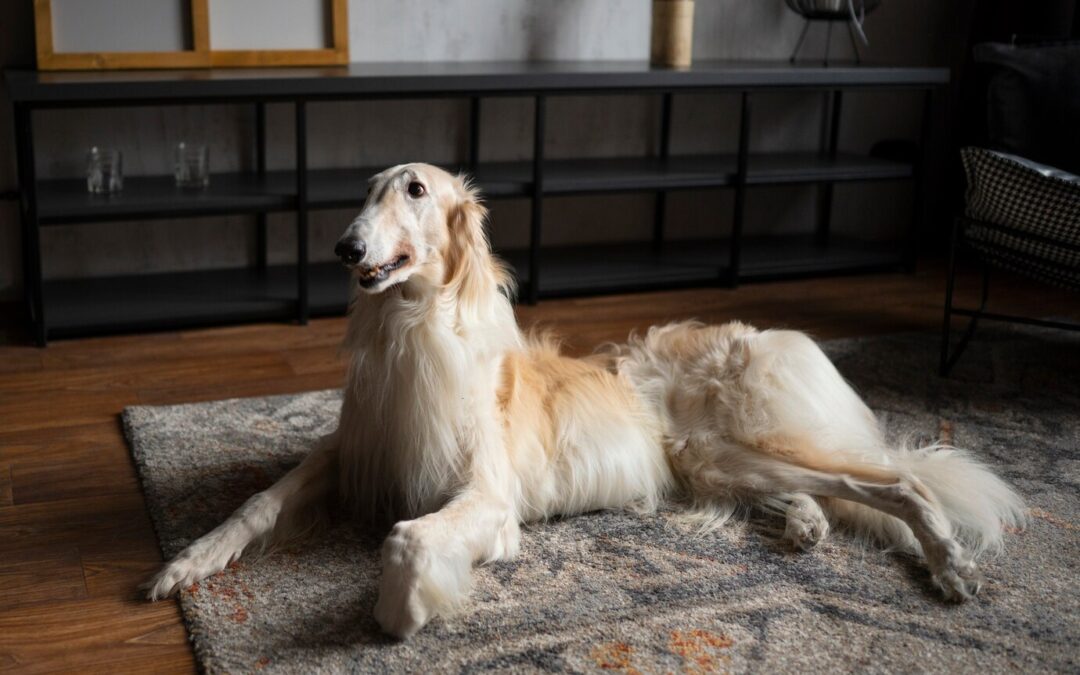 Grooming Tips for Dogs with Long Hair