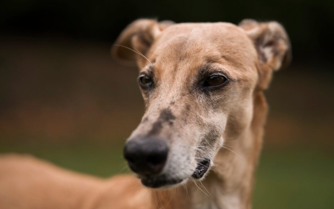 Exercise routines for senior dogs: Maintaining mobility and joint health