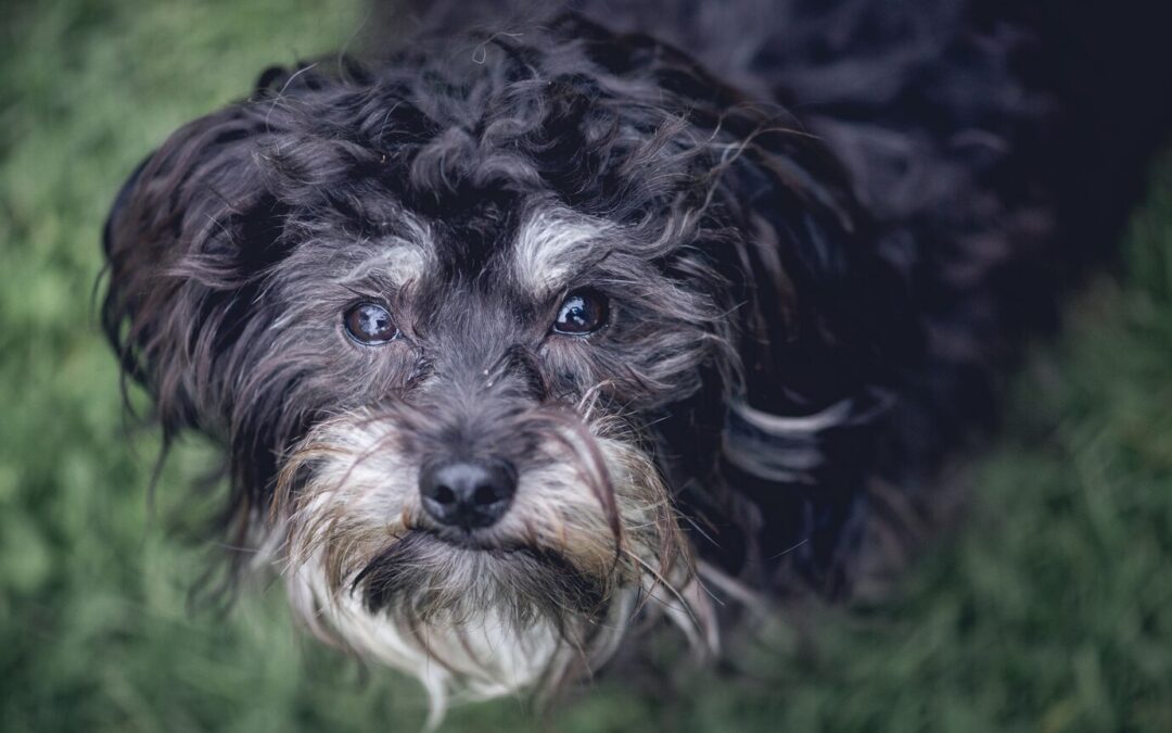 Managing arthritis in senior dogs: Tips for pain relief and comfort