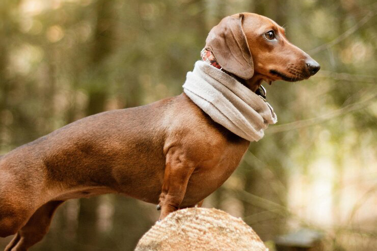 Dachshund: The Little Hunter with a Big Heart