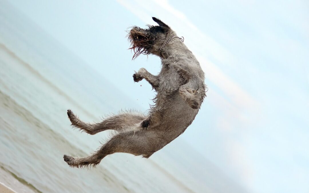 Dock Diving: Everything You Need to Know to Get Started