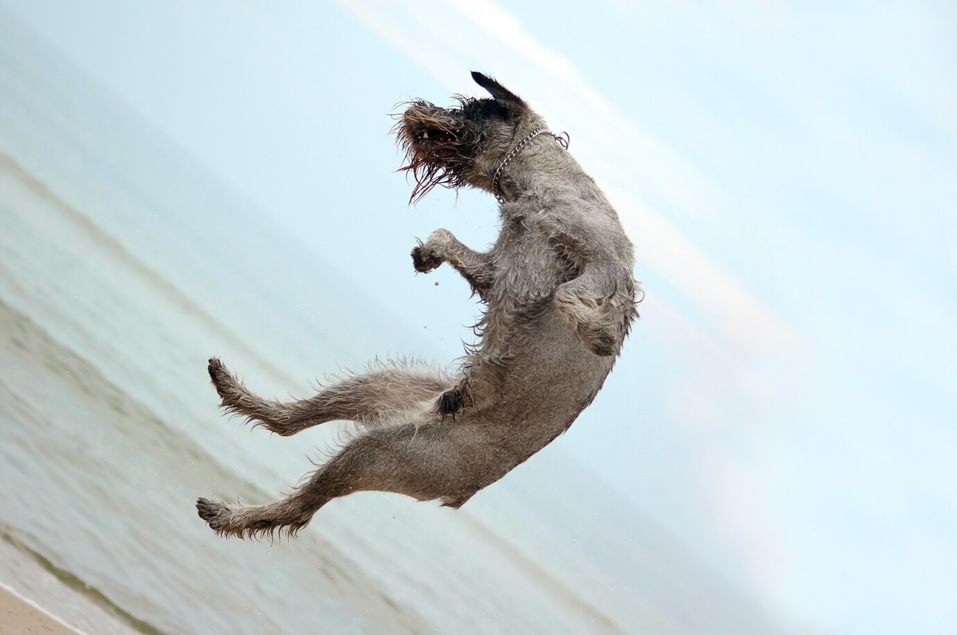 Dog Jumping Beach 1160 81