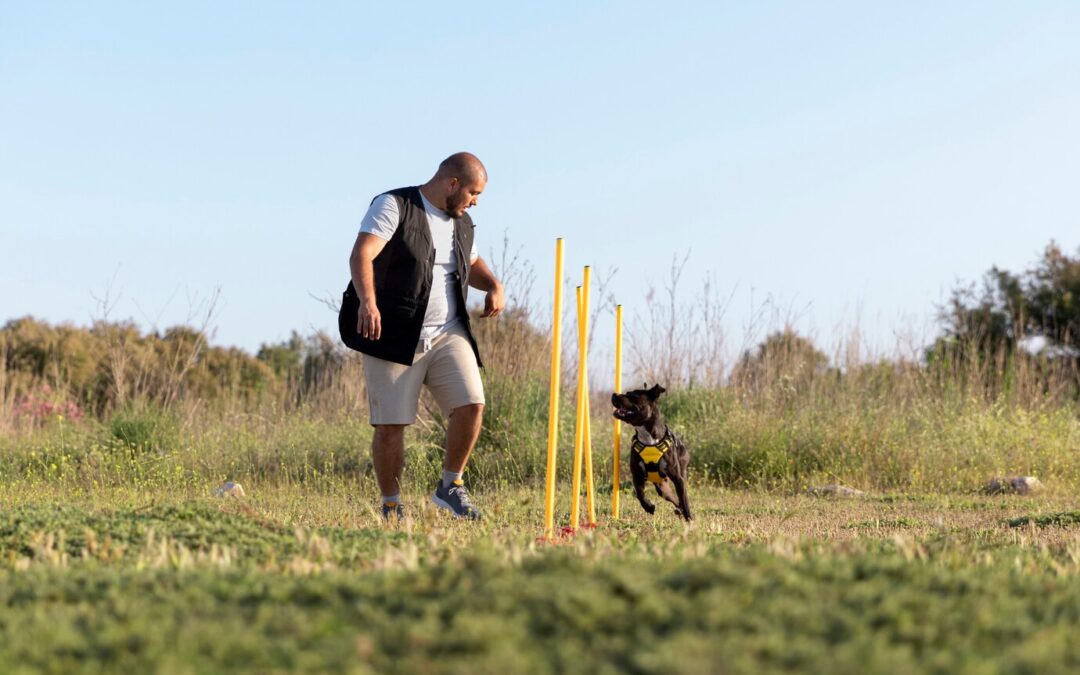Advanced Dog Training: Tricks and Challenges
