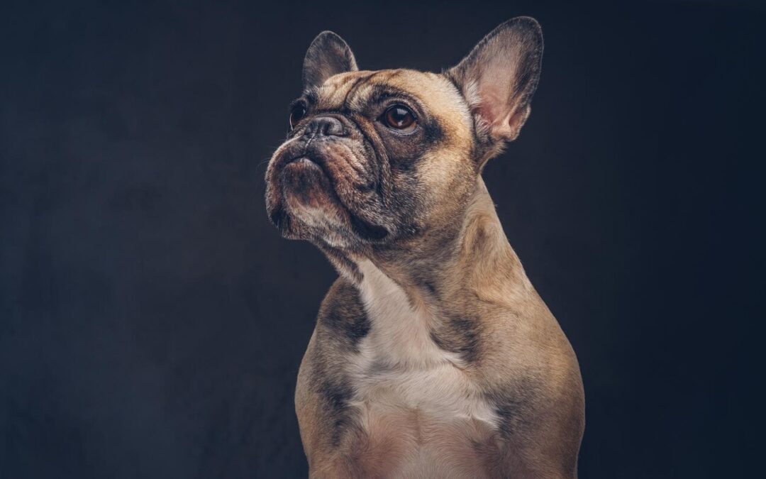 French Bulldog: Small Dog, Big Personality