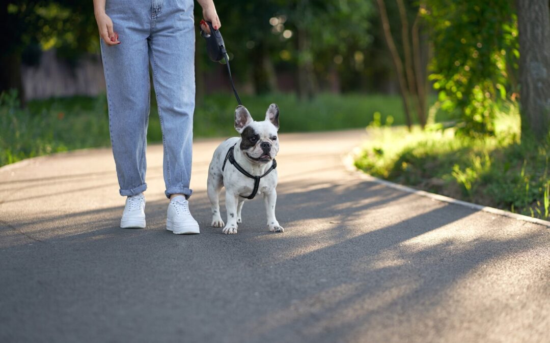 How to Train Your Dog to Walk on a Leash