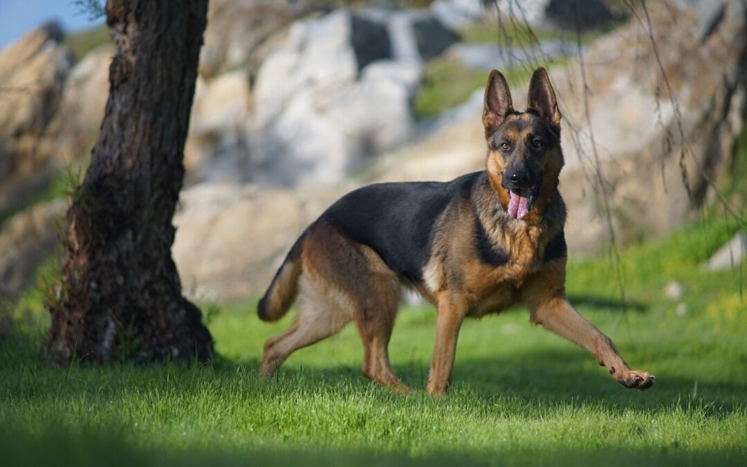 German Shepherd: Guardians of Loyalty