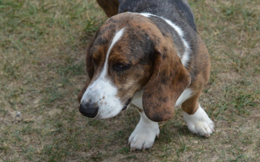 How to handle incontinence in senior dogs and help with bathroom issues