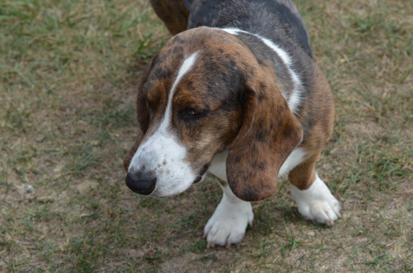 Great Face Loveable Basset Hound Dog 493961 454