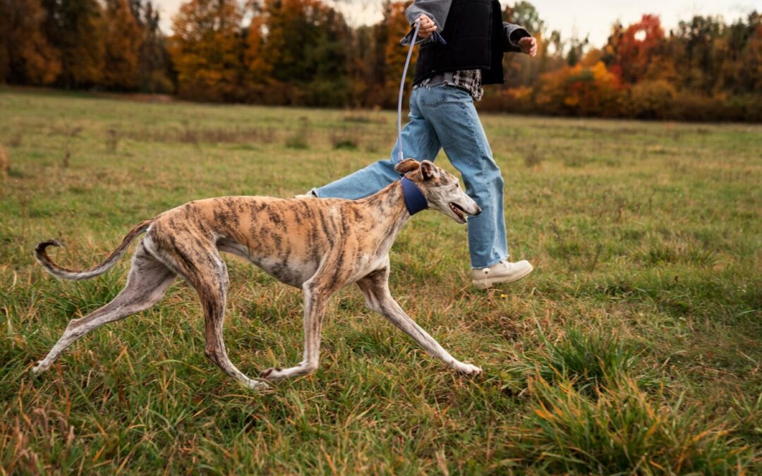 Exploring Canicross: Running with Your Canine Companion