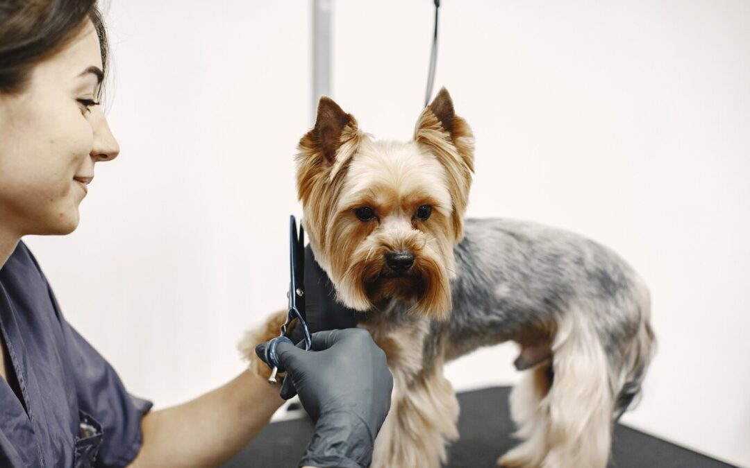 How Often Should You Groom Your Dog?