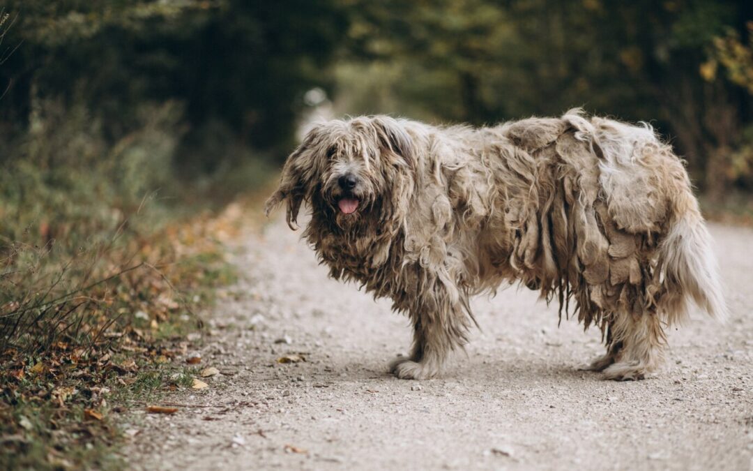 Grooming tips for senior dogs: How to manage their changing coat and skin
