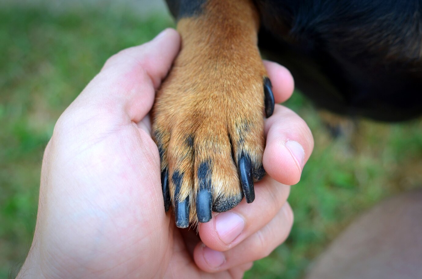 Human S Hand Dog S Paw Handshake 342744 658